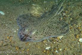 Image result for Leucoraja