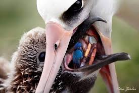 Image result for albatross dead chick
