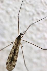 Attēlu rezultāti vaicājumam “Limoniidae”