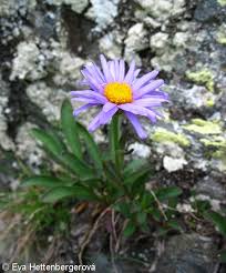Image result for Aster alpinus
