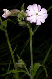 Attēlu rezultāti vaicājumam “Silene borysthenica flower”