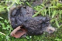 Attēlu rezultāti vaicājumam “Siphoptychium violaceum young”