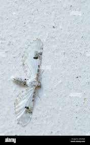 Attēlu rezultāti vaicājumam “Eupithecia centaureata”