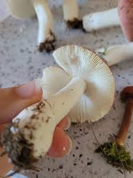 Attēlu rezultāti vaicājumam “Russula vesca”