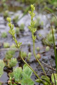 Attēlu rezultāti vaicājumam “Hammarbya paludosa leaf”