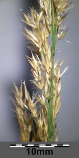Attēlu rezultāti vaicājumam “Calamagrostis canescens leaf”