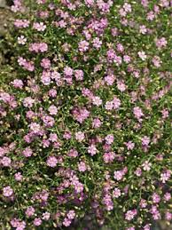 Attēlu rezultāti vaicājumam “Gypsophila muralis”