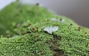 Attēlu rezultāti vaicājumam “Chaenotheca furfuracea”