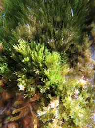 Attēlu rezultāti vaicājumam “Eucladium verticillatum”