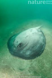 Image result for Styracura pacifica