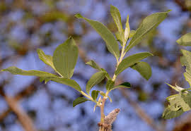 Attēlu rezultāti vaicājumam “Salix cinerea leaf”