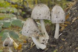 Attēlu rezultāti vaicājumam “Coprinus atramentarius”