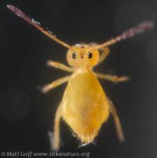 Attēlu rezultāti vaicājumam “Symphypleona”