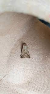 Attēlu rezultāti vaicājumam “Hypenodes humidalis”