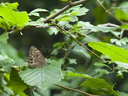 Attēlu rezultāti vaicājumam “Lopinga achine underside”