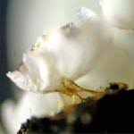 Attēlu rezultāti vaicājumam “Badhamia capsulifera”