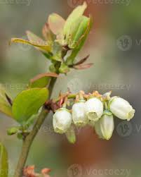 Attēlu rezultāti vaicājumam “Vaccinium myrtillus flower”