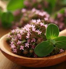 Image result for Origanum majorana