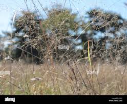 Attēlu rezultāti vaicājumam “Corynephorus canescens leaf”