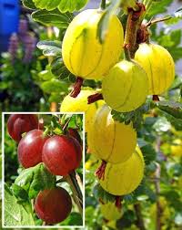 Attēlu rezultāti vaicājumam “Ribes uva-crispa fruit”