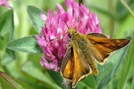 Attēlu rezultāti vaicājumam “Ochlodes sylvanus female”