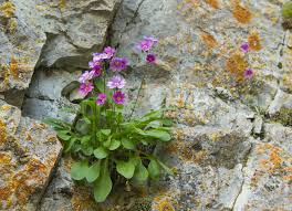 Attēlu rezultāti vaicājumam “Primulaceae”