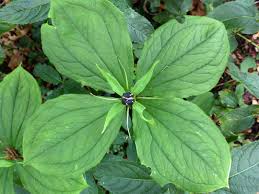 Attēlu rezultāti vaicājumam “Paris quadrifolia fruit”