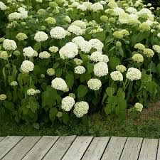 Attēlu rezultāti vaicājumam “Hydrangea arborescens”