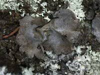 Attēlu rezultāti vaicājumam “Dermatocarpon miniatum”