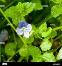 Attēlu rezultāti vaicājumam “Veronica filiformis flower”