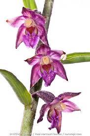 Attēlu rezultāti vaicājumam “Epipactis atrorubens flower”