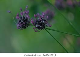Attēlu rezultāti vaicājumam “Allium scorodoprasum leaf”