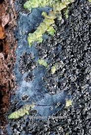 Attēlu rezultāti vaicājumam “Parmeliella triptophylla”