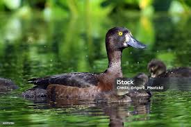 Image result for Aythya fuligula