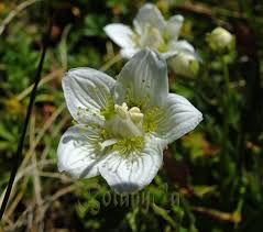 Attēlu rezultāti vaicājumam “Parnassia palustris fruit”