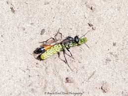 Attēlu rezultāti vaicājumam “Ammophila sp.”