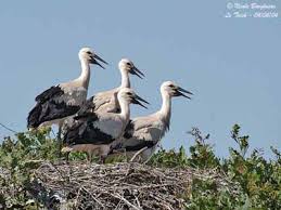Attēlu rezultāti vaicājumam “Ciconiiformes”