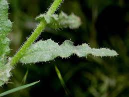 Attēlu rezultāti vaicājumam “Anchusa arvensis flower”