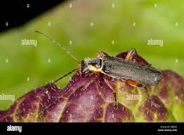 Attēlu rezultāti vaicājumam “Cantharis nigricans”