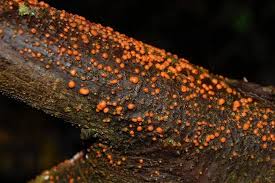 Attēlu rezultāti vaicājumam “Nectria cinnabarina”