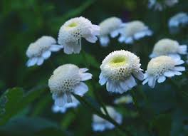 Image result for Tanacetum parthenium 'Tetraweiss'