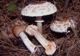 Attēlu rezultāti vaicājumam “Macrolepiota rhacodes var. bohemica”