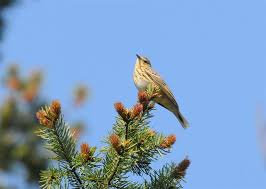 Attēlu rezultāti vaicājumam “Anthus trivialis”