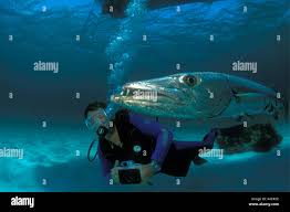 Image result for Dive Barracuda
