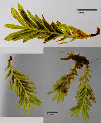 Attēlu rezultāti vaicājumam “Fissidens pusillus sporophyte”