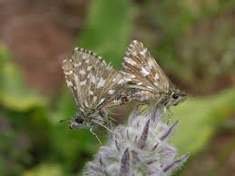 Attēlu rezultāti vaicājumam “Pyrgus alveus underside”