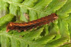 Attēlu rezultāti vaicājumam “Diarsia brunnea”