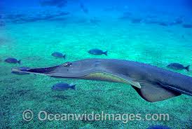 Image result for Rhinobatos rhinobatos