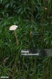 Attēlu rezultāti vaicājumam “Lichenomphalia umbellifera”