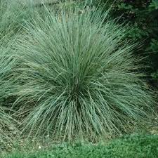 Attēlu rezultāti vaicājumam “Helictotrichon pratense leaf”